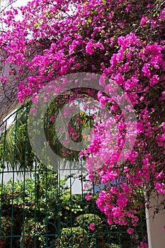 Courtyard Gate-Huatulco Mexico