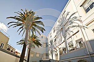 Courtyard with palm trees in historical Bairro Alto quarter, Lisbon Portugal photo