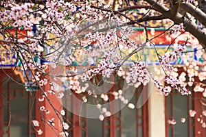 The courtyard peach blossom