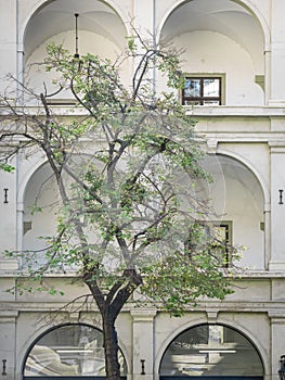 Courtyard of Royal Stallburg School of Classical Horsemanship with tree in Vienna, Austria