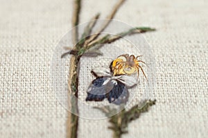 Couture embroidery of flowers with spider.