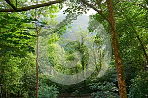 Covadonga forest in Asturias Picos Europa