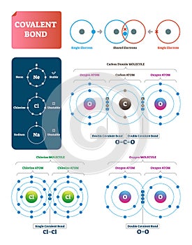 Covalent bond vector illustration. Explanation and example labeled diagram.
