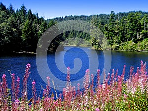 Cove with wildflowers near Gardiner, Oregon