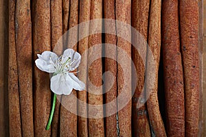 Covenants cherry fragrance perfume