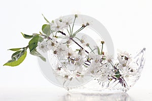 Covenants cherry fragrance perfume