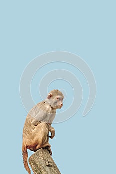 Cover page with a portrait of curious wondered macaque at blue sky solid background with copy space. Concept wildlife conservation