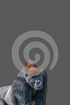 Cover page with a powerful alpha male African gorilla, curious or thinking at something, at grey solid background with copy space