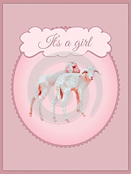 Cover template for card to birth event with two baby lamb, It`s a girl pink color