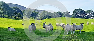 Coverdale Sheep in field with a line of trees and hills Yorkshire UK