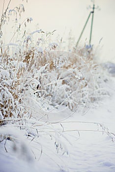 Covered with abundant cattail with frost