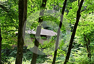 Covered Bridge in the Canyon Wutachschlucht in the Black Forest, Baden - Wuerttemberg