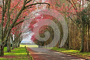 Flowering cherry trees on both sides of a road