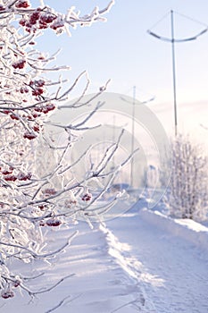 Covered with frost branches of rowan bush with red berries against background of a blue winter sky