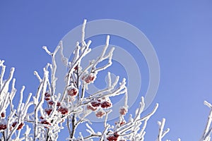 Covered with frost branches of rowan bush with red berries against background of a blue winter sky