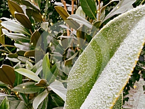 Covered with frost in a cold winter day laurel tree with guirlande winter lights