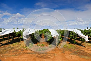 Covered Grapes in Vineyard