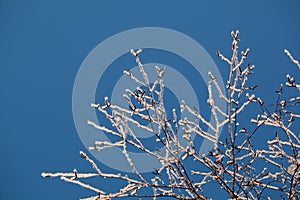 Covered with hoarfrost tree branches against the blue sky in winter