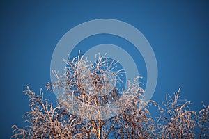 Covered with hoarfrost tree branches against the blue sky in winter