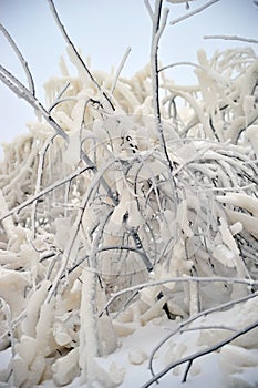 Covered with a large layer of ice tree