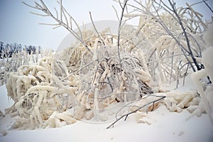 Covered with a large layer of ice tree