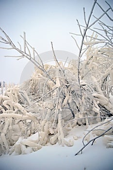 Covered with a large layer of ice tree