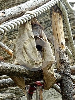 Covered orangutan