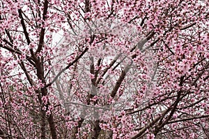 `Covered in Pink` thousands of Peach blossoms against cloudy sky