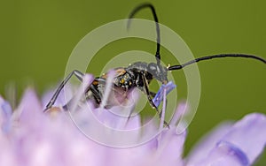 Covered with pollen, a small beetle with long antennae sits on a purple flower among thickets of grass and holds a blue stamen in