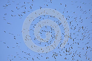 A flock of storks flying crowd