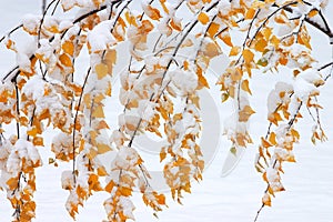 Cubierto en la nieve 