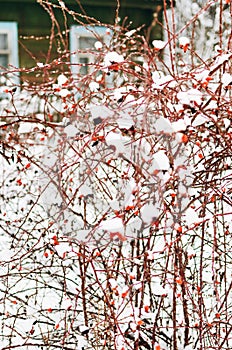 Covered with snow dog rose bushes with red berries in winter