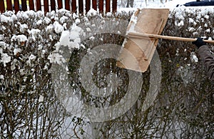 Covered with snow hedge, it is possible that the weight of the snow would bend and deform it. it is necessary to knock it properly