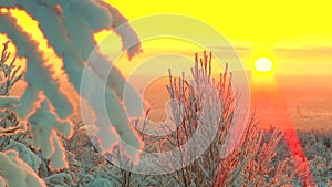 Covered with snow and hoar-frost tree branches against the pink the sky and the glowing sun.