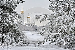 Covered Snow Spruce Trees and Ivan the Great Bell Tower