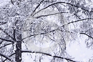 Covered snow tree branches in winter. Natural background with texture