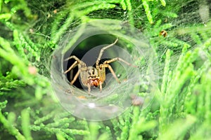 Covered spider