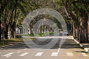 Covered and tree lined street. Maringa, ParanÃ¡, Brazil.