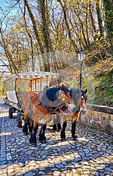 Covered wagon with horses to transport tourists in Wernigerode. Saxony-Anhalt, Germany