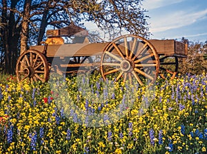 Covered wagon in Texas Hill country