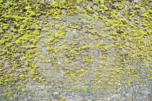 Covered wall with moss