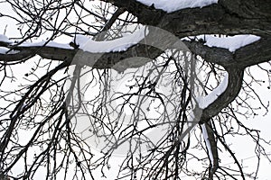 Covered walnut branches with snow during the winter