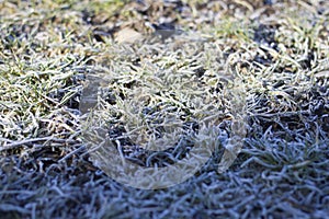 Covered with white frost green grass outdoors on bright sunny day, abstract copy space background