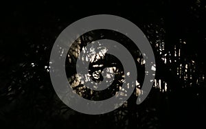 Covered White Light In Forest