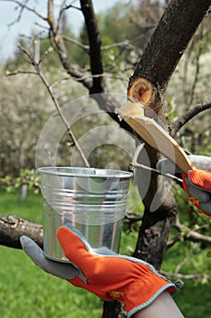 Covering apple tree with garden pitch