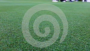 Covering a golf course, green grass on a sunny day, close-up