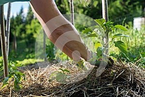 Covering plants with straw mulch