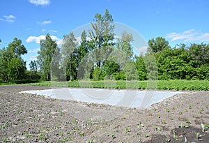 Covering plants in the vegetable garden with spunbond fabric, spunlaid, frost protection fleece to protect from late spring frost