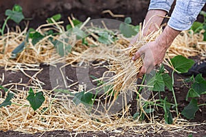 Covering young cucumber plants with straw mulch to protect against rapid drying and control weeds in the garden