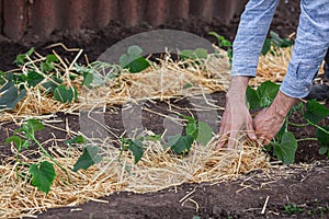 Covering young cucumber plants with straw mulch to protect against rapid drying and control weeds in the garden